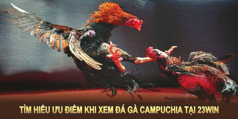 Tìm hiểu ưu điểm khi xem đá gà Campuchia tại 23win